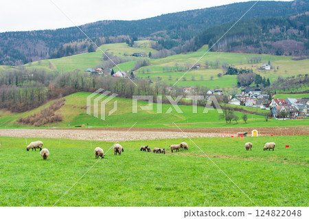 Grazing sheep in a lush green valley surrounded by gentle hills and charming houses during a peaceful overcast day in the countryside 124822048