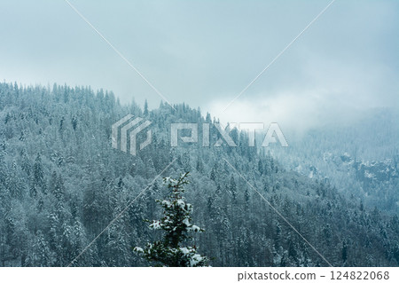 Winter wonderland envelops dense evergreen forests, shrouded in mist and illuminated by soft light, presenting a serene landscape of nature's quiet beauty Winter wonderland envelops dense evergreen forests, shrouded in mist and illuminated by soft light, presenting a serene landscape of nature's quiet beauty 124822068