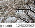 Cherry trees in full bloom, a symbol of spring 124822502