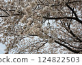 Cherry trees in full bloom, a symbol of spring 124822503
