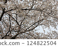 Cherry trees in full bloom, a symbol of spring 124822504