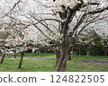 Cherry trees in full bloom, a symbol of spring 124822505