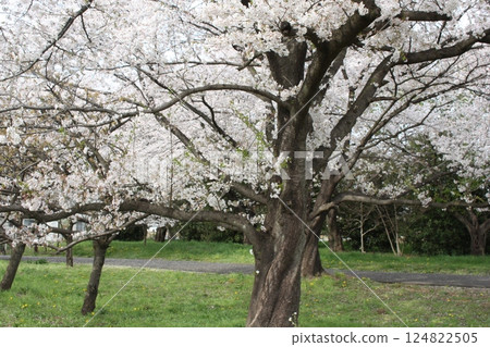 Cherry trees in full bloom, a symbol of spring 124822505