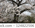 Cherry trees in full bloom, a symbol of spring 124822506