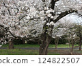 Cherry trees in full bloom, a symbol of spring 124822507