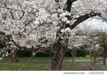 Cherry trees in full bloom, a symbol of spring 124822507
