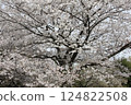 Cherry trees in full bloom, a symbol of spring 124822508