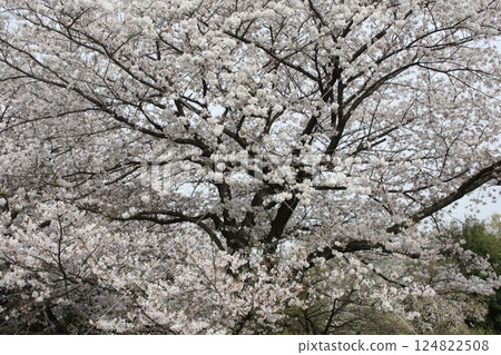 Cherry trees in full bloom, a symbol of spring 124822508