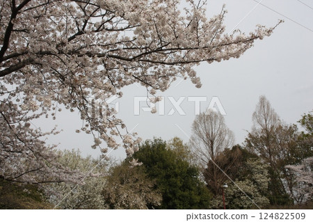 Cherry trees in full bloom, a symbol of spring 124822509