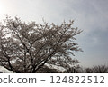 Cherry trees in full bloom, a symbol of spring 124822512