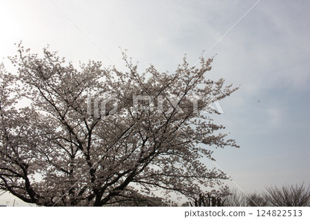 Cherry trees in full bloom, a symbol of spring 124822513