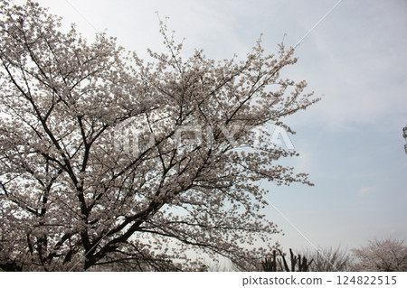 Cherry trees in full bloom, a symbol of spring 124822515