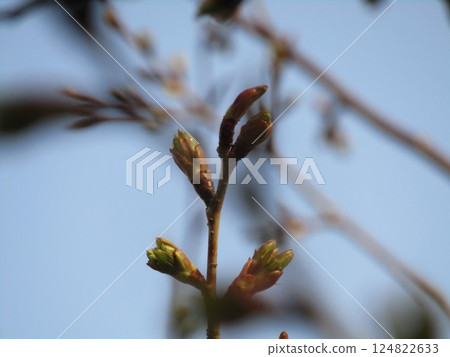 Cherry blossoms still in bud at the Kojima Flower Garden Cherry blossoms still in bud at the Kojima Flower Garden 124822633