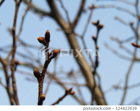 Cherry blossoms still in bud at the Kojima Flower Garden Cherry blossoms still in bud at the Kojima Flower Garden 124822639