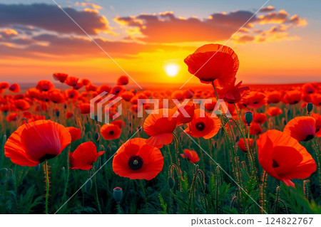 Poppy field at sunset. A poppy field in bloom 124822767