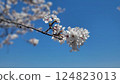 Beautiful cherry blossoms under a clear sky. A perfect spring image. 124823013