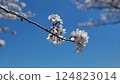 Beautiful cherry blossoms under a clear sky - perfect for spring images 2 124823014