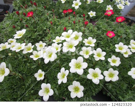Close-up of Spiderwort (Cyprinus arbutifolia) flowers Close-up of Spiderwort (Cyprinus arbutifolia) flowers 124823320