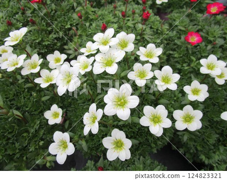 Close-up of Spiderwort (Cyprinus arbutifolia) flowers 124823321