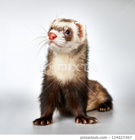可愛的雪貂圖片 可愛的雪貂圖片 124823367