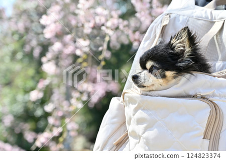 A woman walking through a row of cherry blossom trees in full bloom with her dog in a dog backpack, long-coated chihuahua, spring material A woman walking through a row of cherry blossom trees in full bloom with her dog in a dog backpack, long-coated chihuahua, spring material 124823374