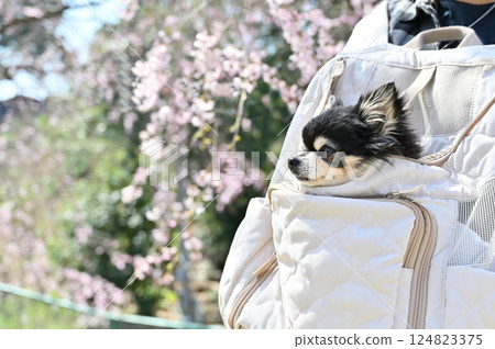 A woman walking through a row of cherry blossom trees in full bloom with her dog in a dog backpack, long-coated chihuahua, spring material A woman walking through a row of cherry blossom trees in full bloom with her dog in a dog backpack, long-coated chihuahua, spring material 124823375