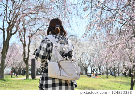 A woman walking through a row of cherry blossom trees in full bloom with her dog in a dog backpack, long-coated chihuahua, spring material A woman walking through a row of cherry blossom trees in full bloom with her dog in a dog backpack, long-coated chihuahua, spring material 124823388