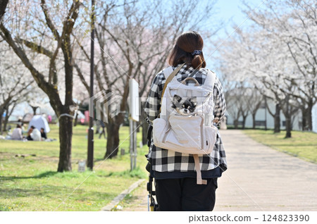 一位女士帶著她的狗在盛開的一排櫻花樹間漫步,她的狗背著狗背包,長毛吉娃娃,春天的材料 一位女士帶著她的狗在盛開的一排櫻花樹間漫步,她的狗背著狗背包,長毛吉娃娃,春天的材料 124823390