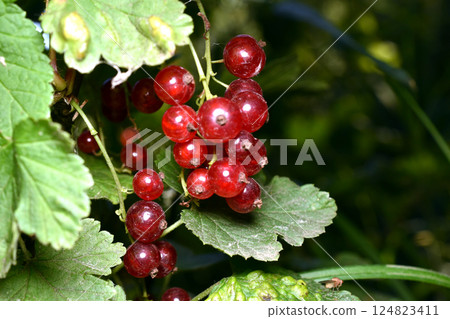 Red currant fruits. 124823411
