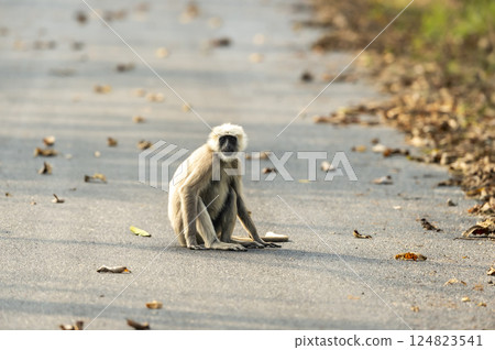 Tarai gray langur or Semnopithecus hector an Old World monkey closeup or portrait sitting on tar road or safari track in forest at pilibhit national park tiger reserve uttar pradesh india asia Tarai gray langur or Semnopithecus hector an Old World monkey closeup or portrait sitting on tar road or safari track in forest at pilibhit national park tiger reserve uttar pradesh india asia 124823541