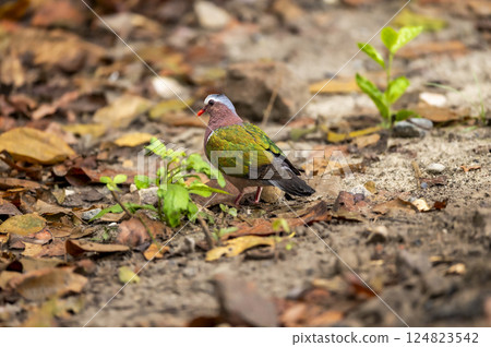 wild common emerald or grey capped or green winged dove portrait or closeup on ground during winter season safari at pilibhit national park forest reserve uttar pradesh india 124823542