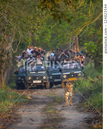 wild female tiger or panthera tigris roadblock showstopper on morning stroll in her territory and blurred safari vehicles tourist following at pilibhit national park forest reserve uttar pradesh india wild female tiger or panthera tigris roadblock showstopper on morning stroll in her territory and blurred safari vehicles tourist following at pilibhit national park forest reserve uttar pradesh india 124823544