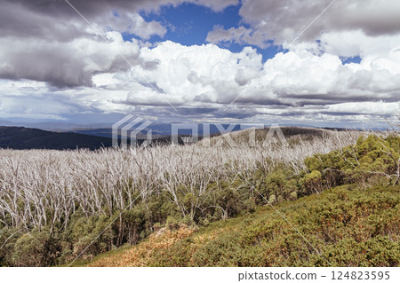 Boundary Hut Trail Lake Mountain Australia 124823595