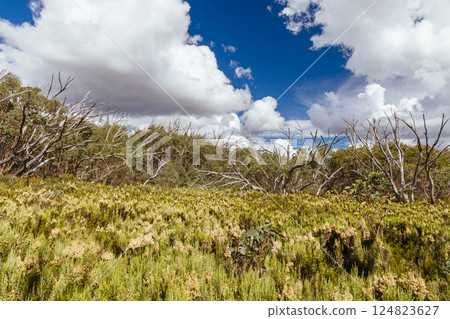 Boundary Hut Trail Lake Mountain Australia 124823627