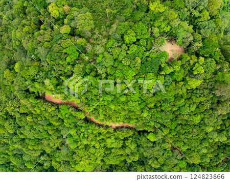 Aerial view nature abundant forest trees,Top view Forest ecosystem concept and background, Texture of green leaves in rainforests, Conservation concept,Natural scenery tropical green forest background 124823866