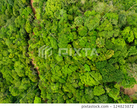 Aerial view nature abundant forest trees,Top view Forest ecosystem concept and background, Texture of green leaves in rainforests, Conservation concept,Natural scenery tropical green forest background 124823872