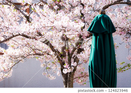 櫻花在柔和的氛圍中盛開 124823946