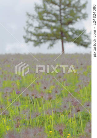 Spring flower meadow in the Altai Mountains 124824090