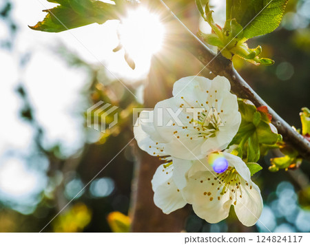 Radiant Cherry Blossom in the Gentle Light of Springtime, Celebrating Natures Beauty Radiant Cherry Blossom in the Gentle Light of Springtime, Celebrating Natures Beauty 124824117