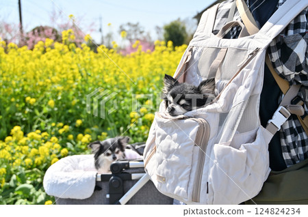 A woman enjoying a trip with her dog in a dog backpack and dog cart, a long-coated Chihuahua A woman enjoying a trip with her dog in a dog backpack and dog cart, a long-coated Chihuahua 124824234