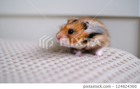 A cute Syrian hamster with fluffy fur in shades of brown, black, and white stands alert on a textured beige surface. 124824360