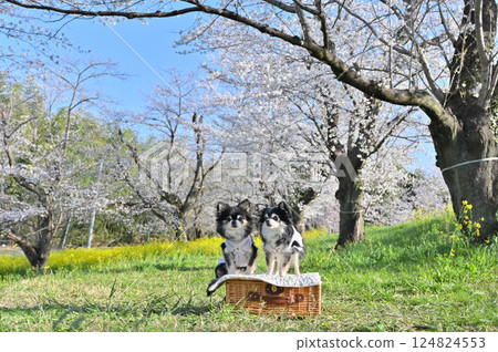 Cherry blossoms in full bloom and rape blossoms, two long-coated chihuahuas, spring material Cherry blossoms in full bloom and rape blossoms, two long-coated chihuahuas, spring material 124824553