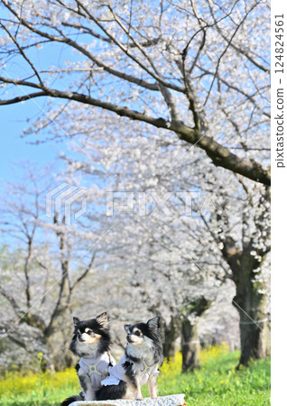 盛開的櫻花和油菜花，兩隻長毛吉娃娃，春天的材料 124824561