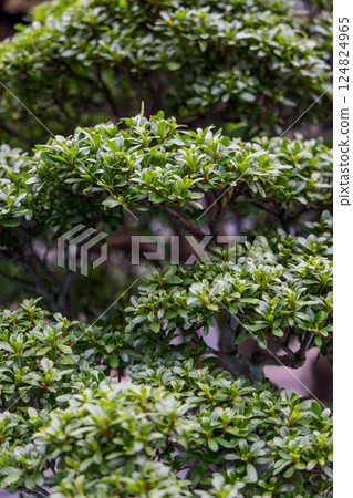 Layered branches of a bonsai tree with dense green foliage carefully shaped through precise pruning Layered branches of a bonsai tree with dense green foliage carefully shaped through precise pruning 124824965