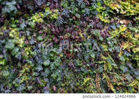 View of moss and lichen with delicate structures forming a dense organic layer on moist surface View of moss and lichen with delicate structures forming a dense organic layer on moist surface 124824966