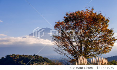 Mount Fuji rises in the background with misty clouds while an autumn tree with golden foliage Mount Fuji rises in the background with misty clouds while an autumn tree with golden foliage 124824979