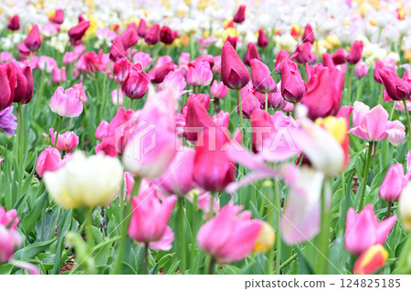Spring flowers: A field of tulips Spring flowers: A field of tulips 124825185