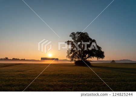 Golden hour moment with a single tree in silhouette, beautiful morning scenery Golden hour moment with a single tree in silhouette, beautiful morning scenery 124825244