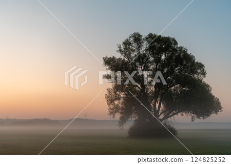 Beautiful morning scenery with a single tree in silhouette and misty fields 124825252