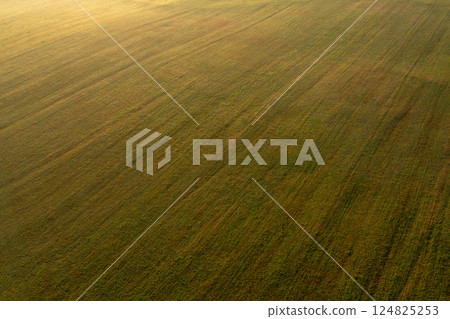 Drone aerial view at golden hour with agricultural fields 124825253